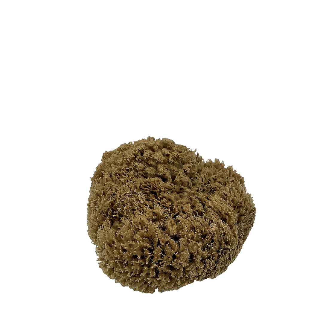 Sea Sponge Natural Mediterranean