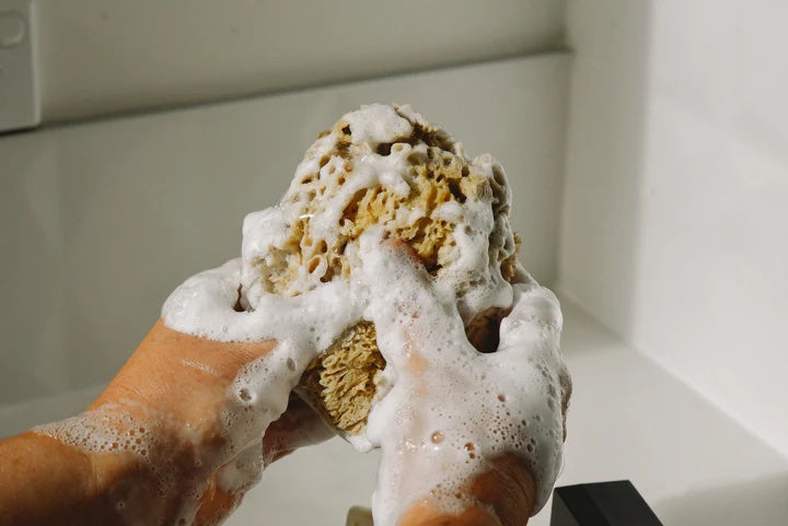 Sea Sponge  Natural Mediterranean